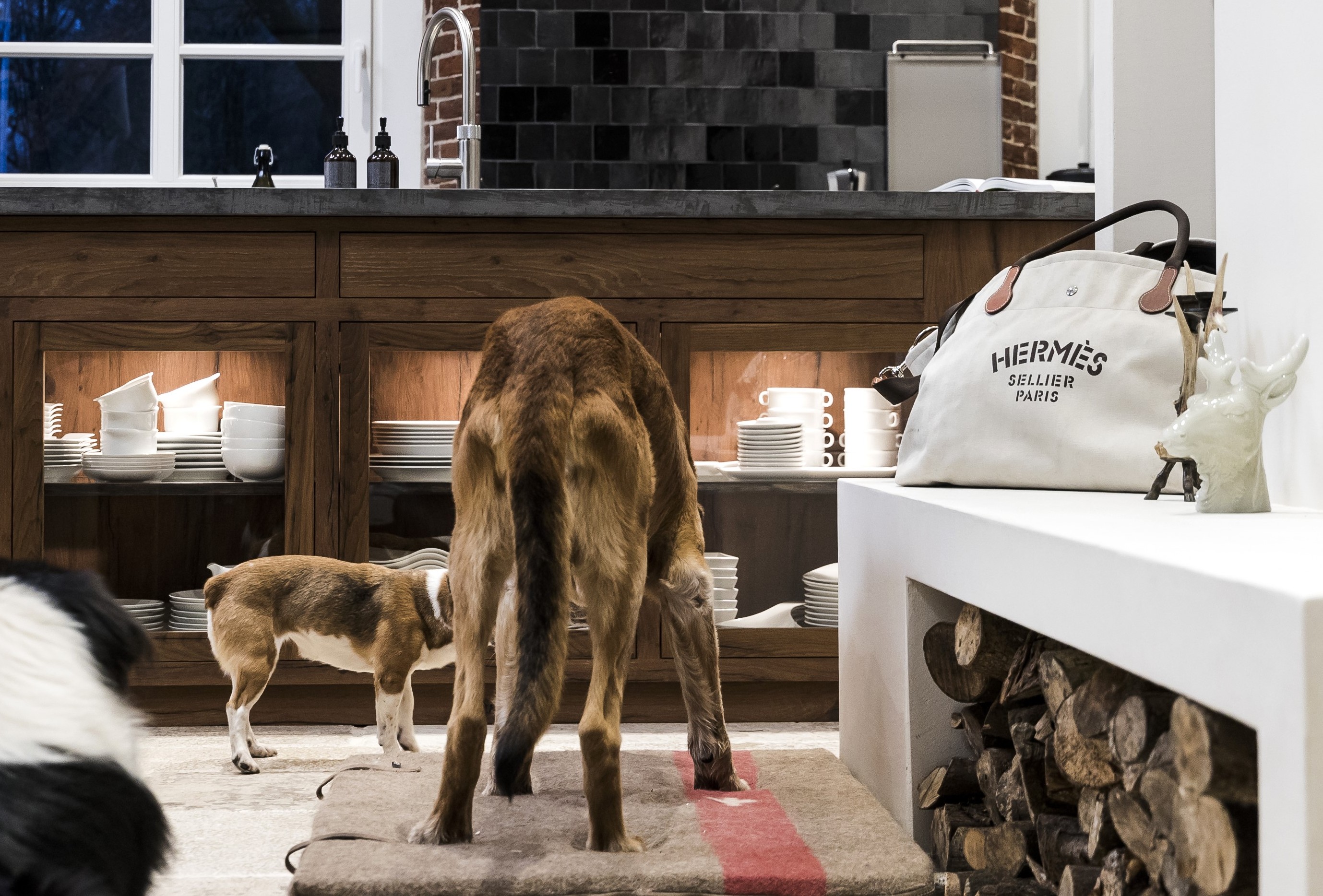 Zwei Hunde stehen in einer modernen Küche mit offenem Holzschrank, gefüllt mit Geschirr und einer weißen Tasche daneben.