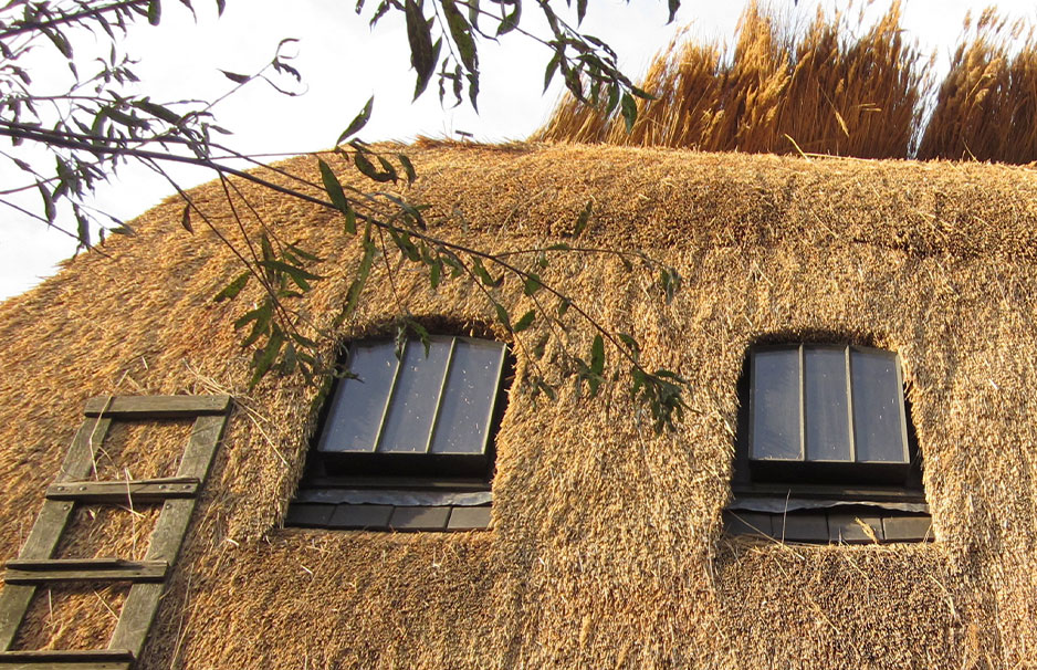 Reetdach mit zwei kleinen Fenstern und Holzleiter an traditionellem Haus Detailaufnahme eines Reetdachs mit zwei schwarzen Fenstern und einer Holzleiter, typische Bauweise für traditionelle Häuser in Norddeutschland